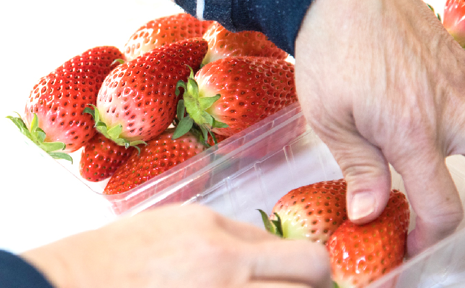 メリーベリー 章姫 いちご 約1.2kg（約300g×4パック）【配達不可：北海道・東北・新潟・沖縄・離島】 苺 イチゴ 果物類 フルーツ 