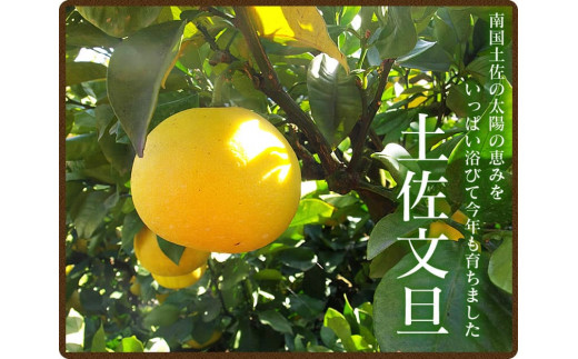 【先行予約】ワケあり土佐文旦(※シミ・キズあり) 10kg・ サイズおまかせ 産地直送 フルーツ 果物 在庫限り
