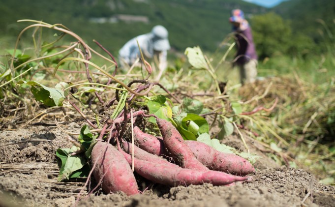 【 小豆島 】小豆島のサツマイモ〈 紅はるか 〉4kg さつまいも サツマイモ 芋 いも イモ 野菜 甘い おやつ 軽食 香川 香川県 土庄 土庄町