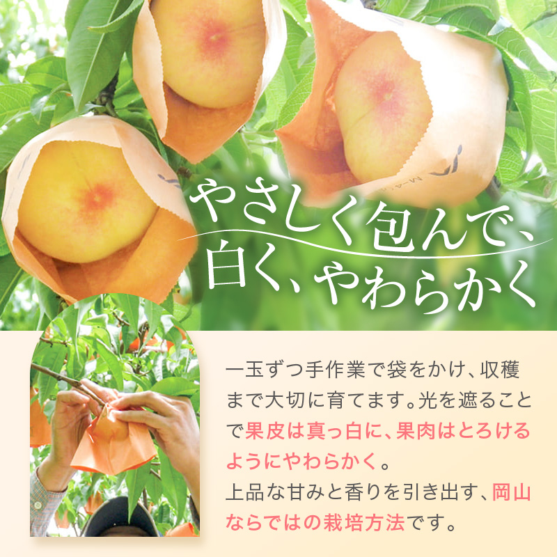 岡山県赤磐市のふるさと納税 桃 2026年 先行予約 赤磐の 白桃 約1.5kg 5～7玉 JA晴れの国 糖度センサー選果 もも モモ 岡山県 赤磐市産 国産 フルーツ 果物 ギフト デザート 果肉