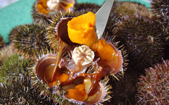 先行予約 北海道 礼文島産 新鮮生うに（ エゾバフンウニ）40gと天然蒸しアワビ2個 魚貝類 雲丹 あわび 