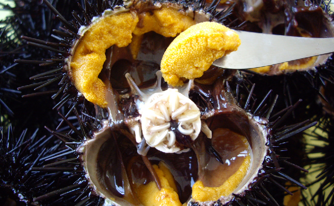 先行予約 北海道 礼文島産 新鮮生うに（ キタムラサキウニ ）80g×5個 ウニ 雲丹 魚貝類 