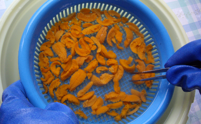 先行予約 北海道 礼文島産 新鮮生うに（ エゾバフンウニ）80g×1個 ウニ 雲丹 魚貝類 