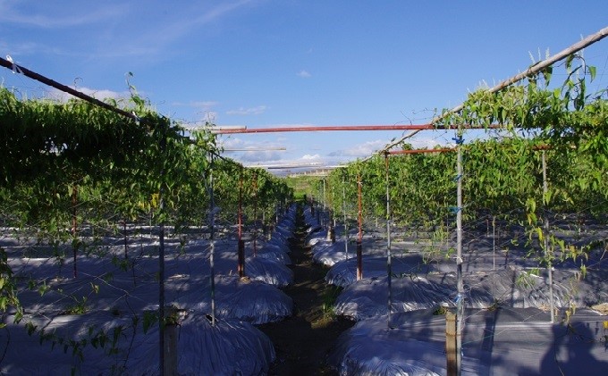 自然薯 約2kg 錦町産 桑原農園 配送不可：離島 野菜 根菜 