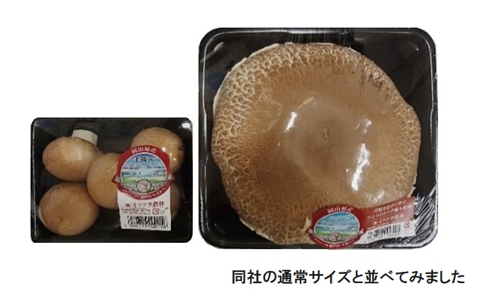 超特大スーパージャンボ マッシュルーム 2個【配達不可：北海道・沖縄