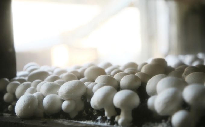 超特大スーパージャンボ マッシュルーム 2個【配達不可：北海道・沖縄