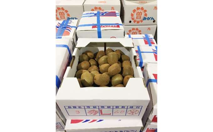 さぬき キウイっこ 一口サイズの甘～いキウイ2kg キウイフルーツ キウイ フルーツ 果物 くだもの 果実 旬の果物 旬のフルーツ 香川 香川県 東かがわ市