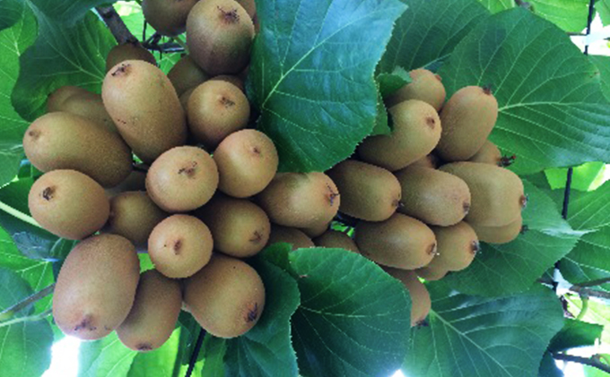 さぬき キウイっこ 一口サイズの甘～いキウイ2kg キウイフルーツ キウイ フルーツ 果物 くだもの 果実 旬の果物 旬のフルーツ 香川 香川県 東かがわ市