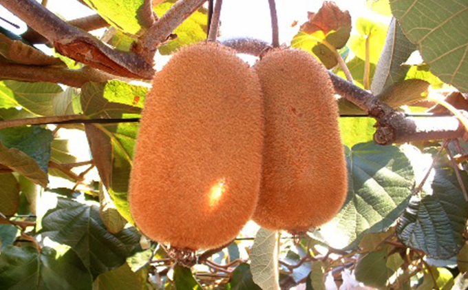 香緑 (こうりょく) キウイ1.4kg 化粧箱 キウイフルーツ フルーツ 果物 くだもの 果実 旬の果物 旬のフルーツ 香川 香川県 東かがわ市