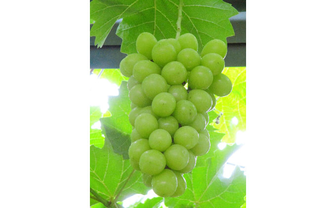 ぶどう 2026年 先行予約 シャインマスカット 晴王【8月上旬～順次発送分】1房（約650g）秀品【配送不可：離島】 果物類 フルーツ 果物 葡萄 