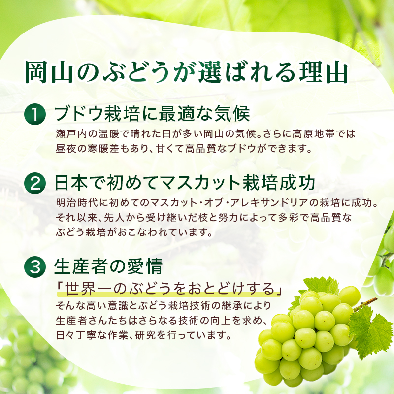 ぶどう 2026年 先行予約 ご家庭用 シャイン マスカット 約2kg 糖度抜群！ 【8月中旬～順次発送分】 ブドウ 葡萄  岡山県産 国産 フルーツ 果物 果物類 