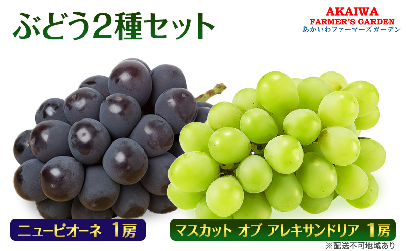 岡山県赤磐市のふるさと納税 ぶどう 2025年 先行予約 マスカット オブ アレキサンドリア ニューピオーネ 各1房 葡萄 岡山県 赤磐市産 フルーツ 果物