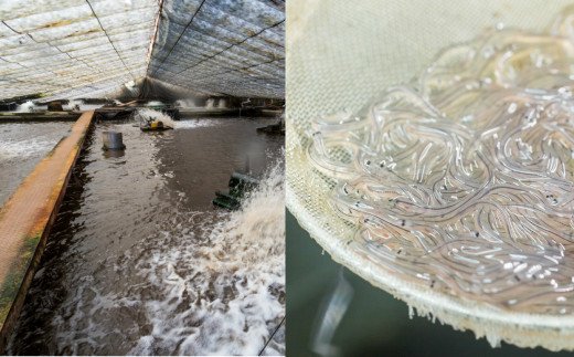 高知県田野町のふるさと納税 田野町産うなぎのひつまぶし（2パック）