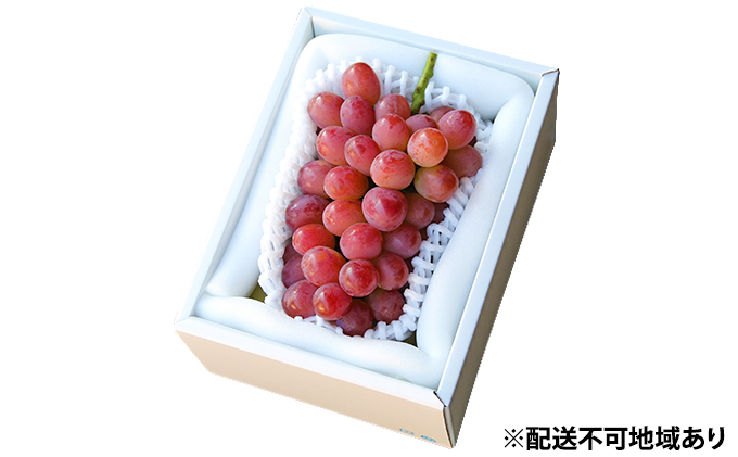 岡山県赤磐市のふるさと納税 ぶどう 早期受付 紫苑 （しえん）1房（500g以上） ブドウ 葡萄 岡山県産 国産 フルーツ 果物 ギフト 桃茂実苑 もも 果物類