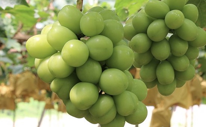 岡山県赤磐市のふるさと納税 桃 ぶどう 2025年 先行予約 白桃 3玉 合計約900g （1玉約300g） シャインマスカット 晴王 1房 550g以上 もも 葡萄 詰合せ 岡山 国産 フルーツ 果物 ギフト 桃茂実苑