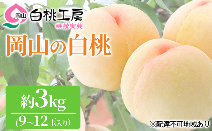 岡山県赤磐市のふるさと納税 桃 2025年 先行予約 白桃 3kg 9～12玉 もも モモ 岡山 国産 フルーツ 果物 ギフト 桃茂実苑 果肉