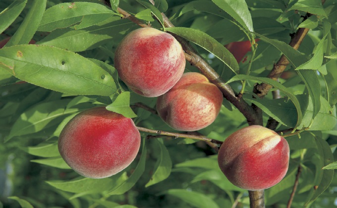 桃 白桃 白鳳 2kg 特製 桃源郷錦 もも モモ フルーツ 果物 デザート 配送不可:離島 