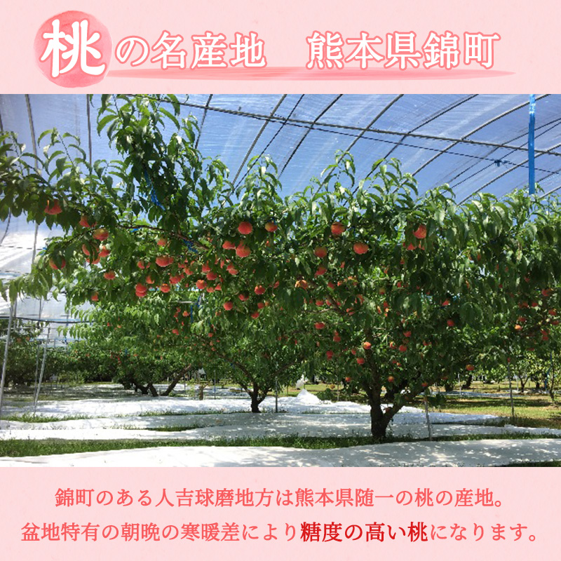 熊本県錦町のふるさと納税 桃 白桃 先行予約 錦の桃 2kg 約5玉～9玉 もも モモ フルーツ 果物 デザート 2025年発送 鎌木果樹園 配送不可:離島