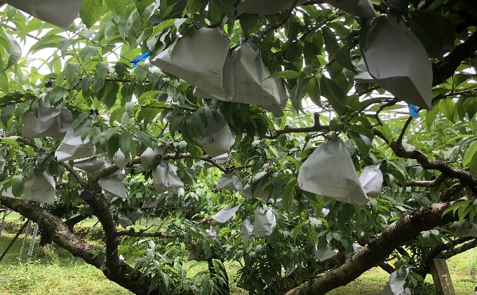 桃 白桃 先行予約 錦の水蜜桃 2kg 約5玉～8玉 もも モモ フルーツ 果物 デザート2025年発送 配送不可:離島 