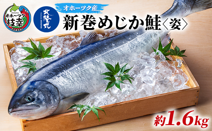 北海道枝幸町のふるさと納税 北隆丸 新巻めじか鮭〈姿〉約1.6kg【 枝幸産 魚貝類 サーモン 鮭 北海道 オホーツク 枝幸 】