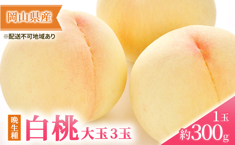 桃 2026年 先行予約 岡山の 白桃 大玉3玉（晩生種）（1玉約300g） もも モモ 岡山県産 国産 フルーツ 果物 ギフト