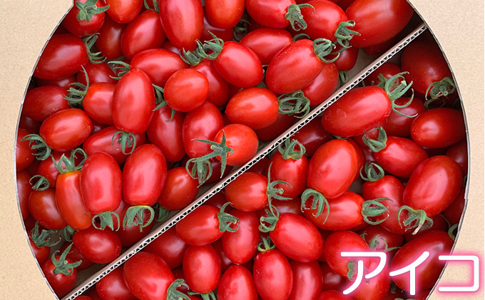 [先行受付] 北海道 仁木町産 ミニトマト 3kg サイズ混合 アイコ または キャロルスター野菜 トマト [今野農園]