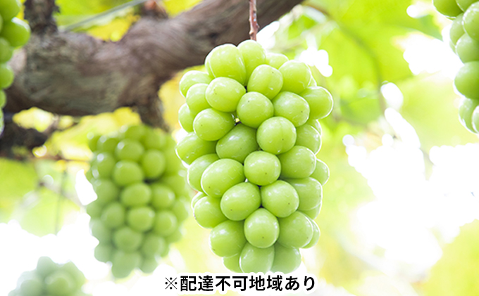 【岡山県瀬戸内市】ぶどう 2025年 先行予約 黒川農園 自慢 ! の 大粒 大房 シャイン マスカット 2房 (1房 700g以上) ブドウ 葡萄  岡山県産 国産 フルーツ 果物 ギフト