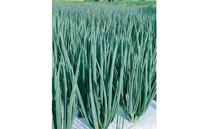 生産農家直送 京野菜・九条ねぎ2kg〈ねぎ ネギ 葱 九条ねぎ 京野菜 京都 新鮮 甘い 農家直送 野菜〉 