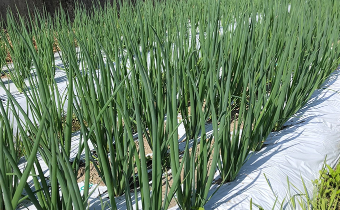 生産農家直送 京野菜・九条ねぎ2kg〈ねぎ ネギ 葱 九条ねぎ 京野菜 京都 新鮮 甘い 農家直送 野菜〉 