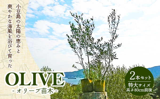 【 小豆島 】小豆島のオリーブ苗木　2本セット　（特大） 地域のお礼の品 