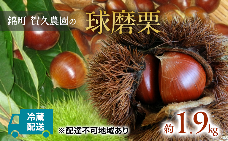 栗 草生栽培で育てた賀久農園の球磨栗 約1.9kg  2025年発送 配送不可 離島 果物類 くり 