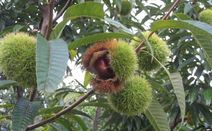 栗 草生栽培で育てた賀久農園の球磨栗 約1.9kg  2025年発送 配送不可 離島 果物類 くり 