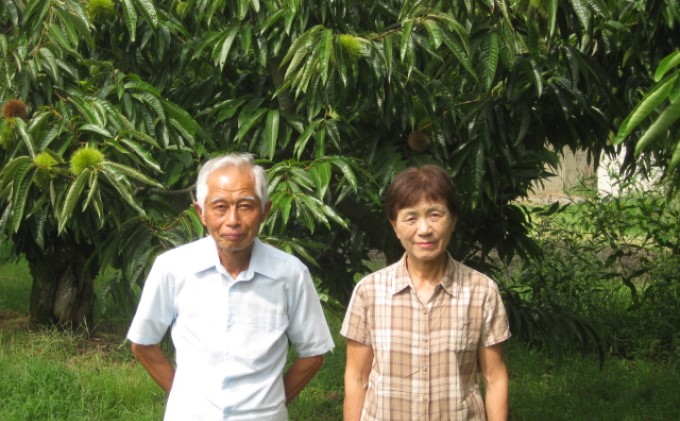 栗 草生栽培で育てた賀久農園の球磨栗 約1.9kg  2025年発送 配送不可 離島 果物類 くり 