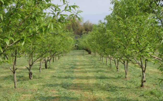 栗 草生栽培で育てた賀久農園の球磨栗 約3.9kg 2025年発送 配送不可 離島 果物類 くり 