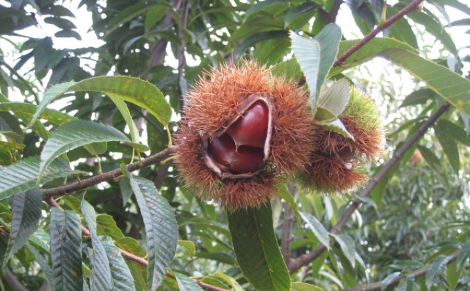 栗 草生栽培で育てた賀久農園の球磨栗 約3.9kg 2025年発送 配送不可 離島 果物類 くり 