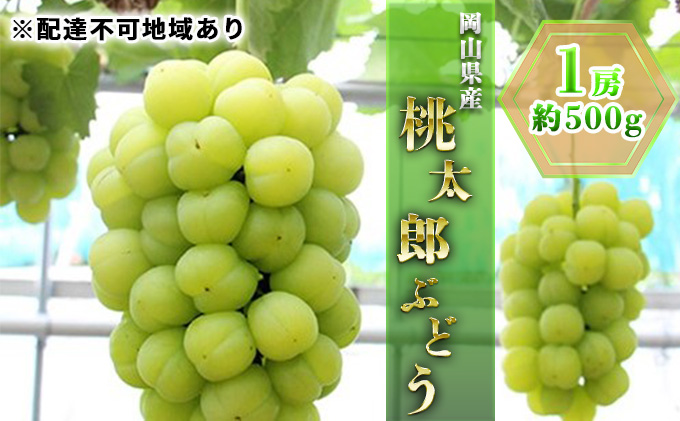 【岡山県瀬戸内市】ぶどう 2026年 先行予約 桃太郎 ぶどう 1房 約500g ブドウ 葡萄  岡山県産 国産 フルーツ 果物 ギフト