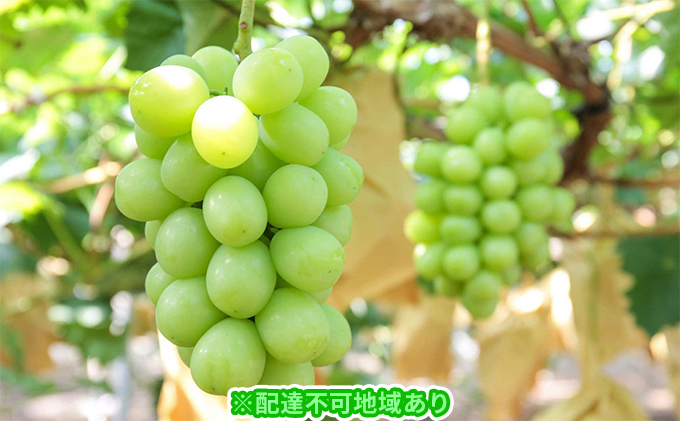 yR˓szԂǂ 2026N s\ { VC }XJbg  700g×1[ uhE   RY Y t[c ʕ Mtg ʕ VC}XJbg