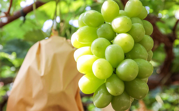 ぶどう 2026年 先行予約 モリ旬 シャイン マスカット 晴王 約700g×1房 ブドウ 葡萄  岡山県産 国産 フルーツ 果物 ギフト 果物類 シャインマスカット 