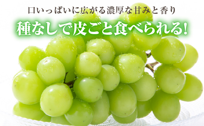 ぶどう 2026年 先行予約 シャイン マスカット 1房 約500g ブドウ 葡萄  岡山県産 国産 フルーツ 果物 ギフト