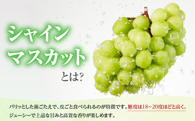 ぶどう 2026年 先行予約 シャイン マスカット 1房 約500g ブドウ 葡萄  岡山県産 国産 フルーツ 果物 ギフト