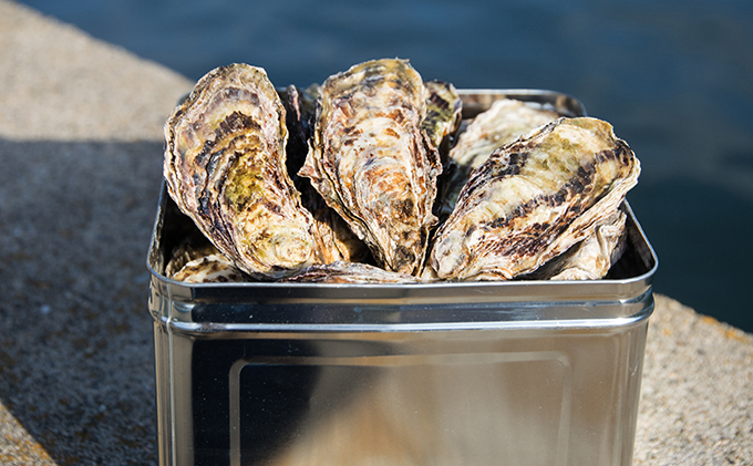 牡蠣 2026年先行予約 モリ旬 牡蠣 半斗缶 殻付き 約5～6kg（約45～60個） 岡山県 瀬戸内市 虫明産 魚介類 カキ かき