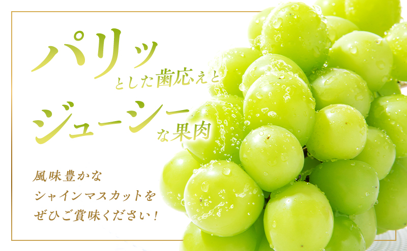 ぶどう 2026年 先行予約 ご家庭用 シャイン マスカット 2房 1房600g～700g 10月発送分 ブドウ 葡萄 フルーツ 果物 岡山 赤磐市産 農マル園芸 あかいわ農園 果物類 歯ごたえ ジューシー 上品な甘み 