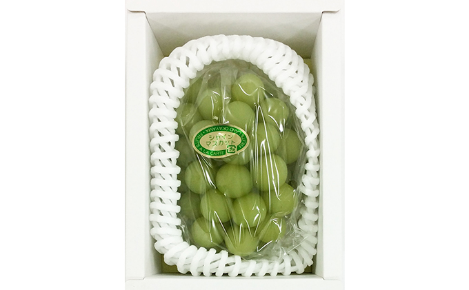 ぶどう 2026年 先行予約 シャイン マスカット 1房 約500g ブドウ 葡萄  岡山県産 国産 フルーツ 果物 ギフト