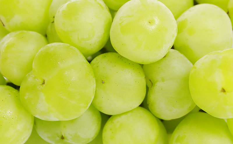 ぶどう 2025年 先行予約 桃太郎 ぶどう 1房 約500g ブドウ 葡萄