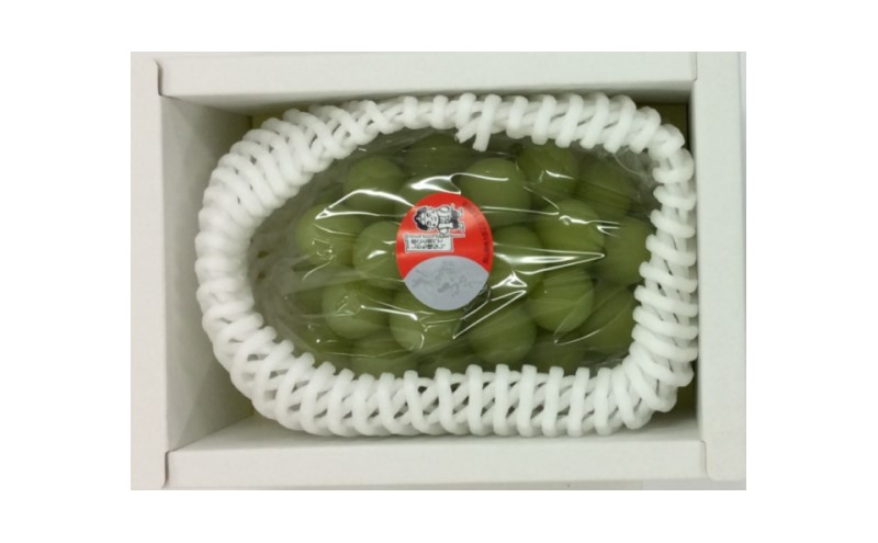 ぶどう 2026年 先行予約 桃太郎 ぶどう 1房 約500g ブドウ 葡萄  岡山県産 国産 フルーツ 果物 ギフト 