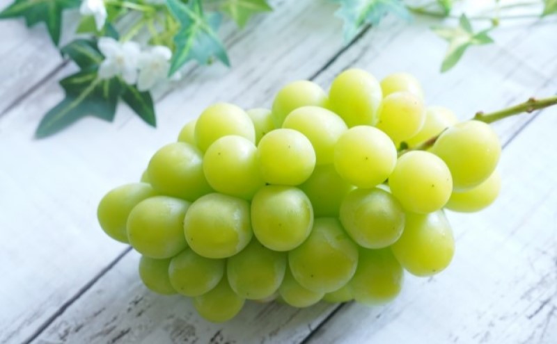 ぶどう 2026年 先行予約 シャイン マスカット 1房 約500g ブドウ 葡萄  岡山県産 国産 フルーツ 果物 ギフト