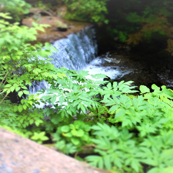 【青森県鰺ヶ沢町】世界自然遺産 白神山地トレッキングガイド ～くろくまの滝コース～ 体験チケット 