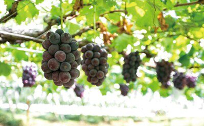 ぶどう農家浅桑園のこだわりぶどうジュースと巨峰のお酢セット 果汁飲料 野菜飲料 ブドウ たれ ドレッシング 果実酢 