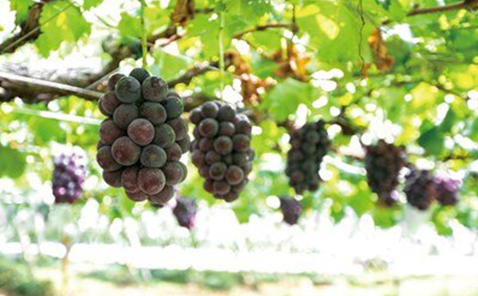 ぶどう農家浅桑園のこだわり巨峰のジュース&お酢セット 果汁飲料 野菜飲料 ぶどうジュース ブドウ たれ ドレッシング 果実酢 