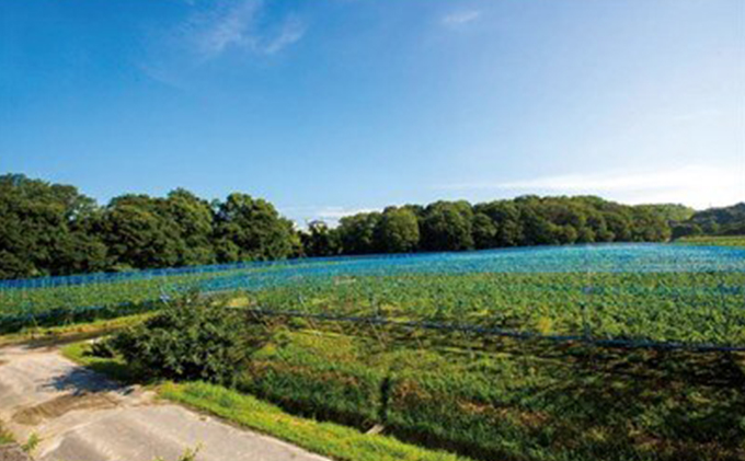 ぶどう農家浅桑園のこだわり巨峰のジュース&お酢セット 果汁飲料 野菜飲料 ぶどうジュース ブドウ たれ ドレッシング 果実酢 